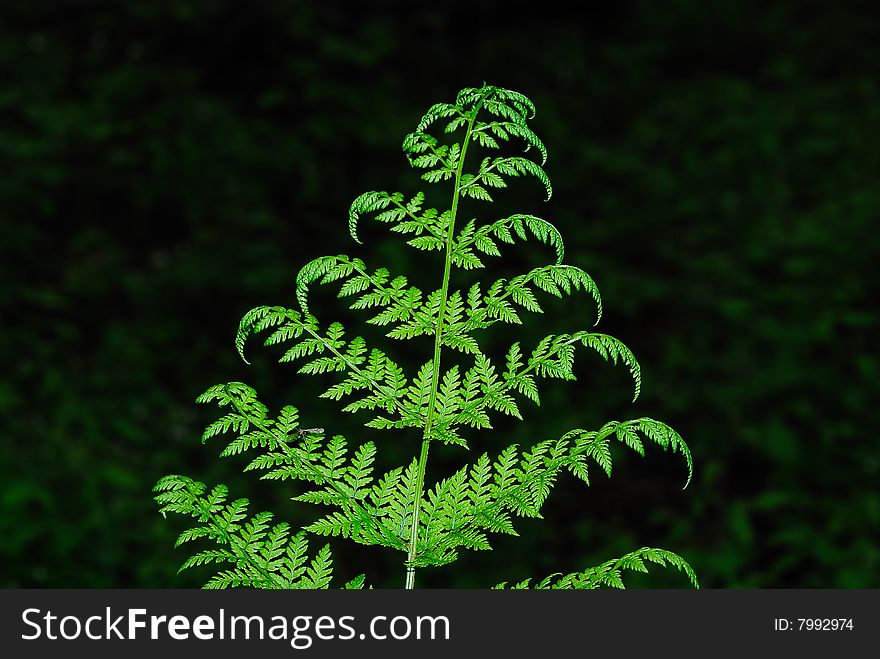 Portrait of a single fern