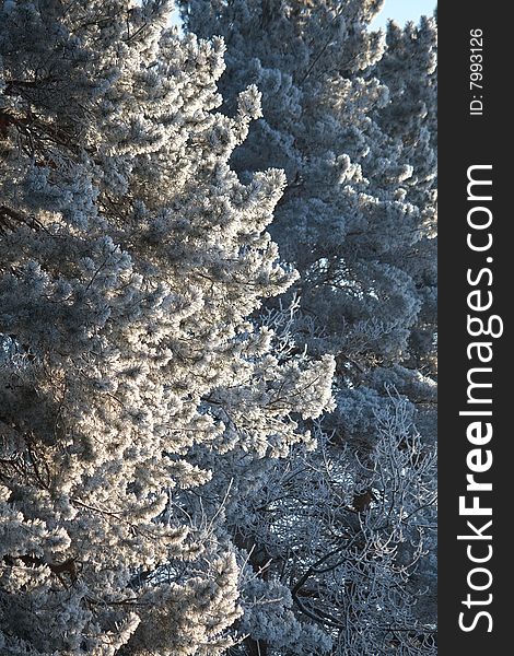 Snow-covered branches of winter trees