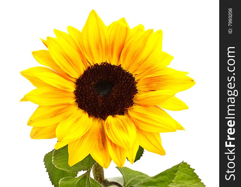 Sunflower decorative flower on a white background