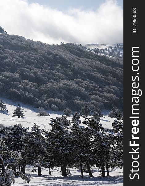 Mountain landscape with snow and trees. Mountain landscape with snow and trees