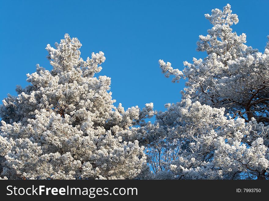 Snow-covered Branches Of Winter Trees