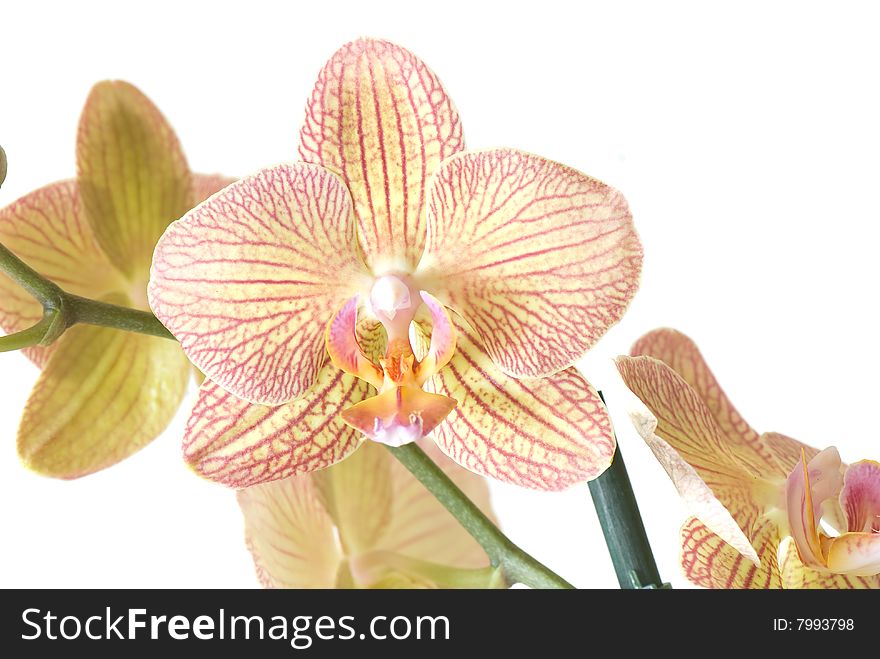 Orchid of falinopsis on a light background