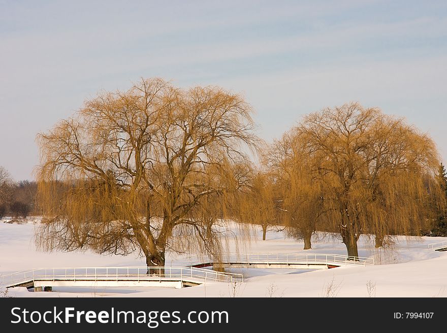 Large willow trees in winter