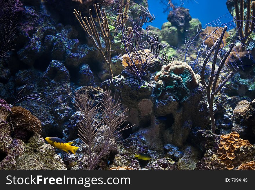 A coral reef aquarium with tropical fish