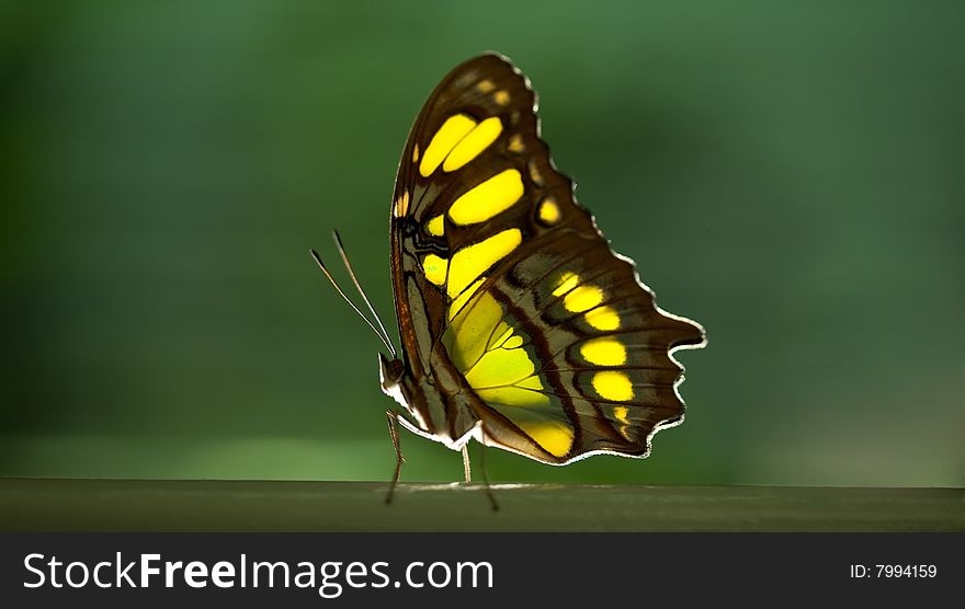 A close-up of yellow tropical butterfly. A close-up of yellow tropical butterfly