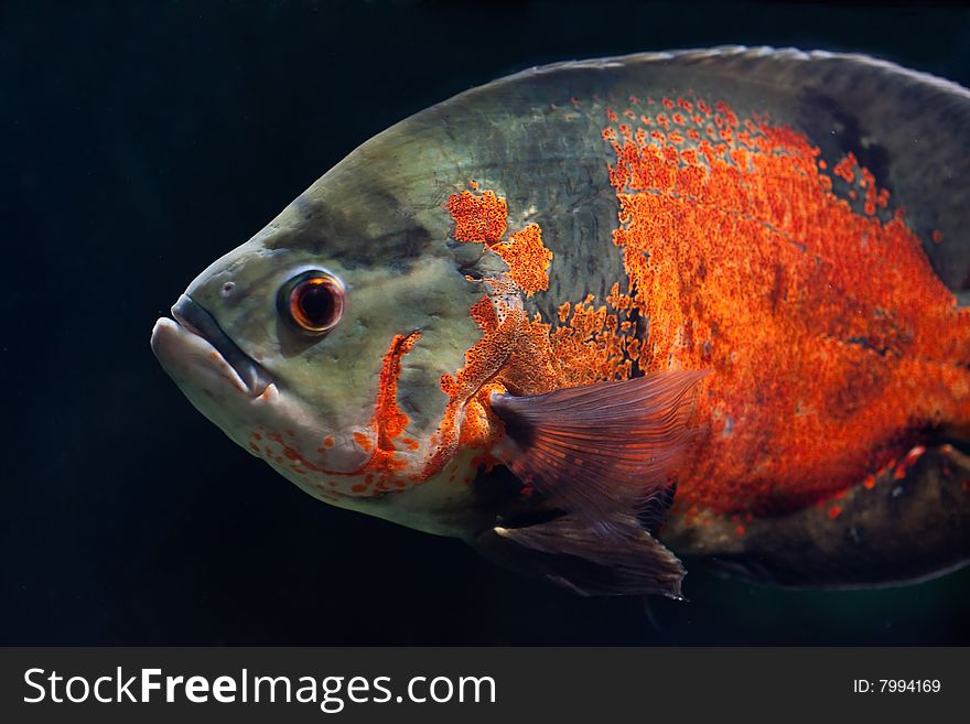 Large orange fish on dark blue background