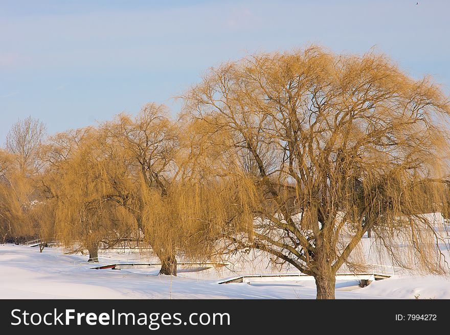 Large willow trees and bridges on golf course in winter. Large willow trees and bridges on golf course in winter