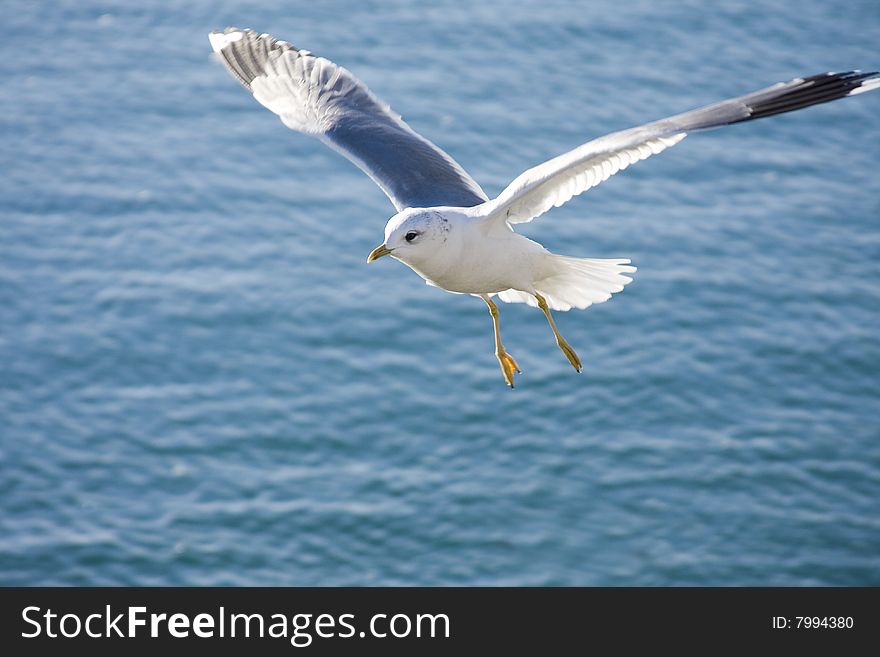Seagull flying over the sea with open wings