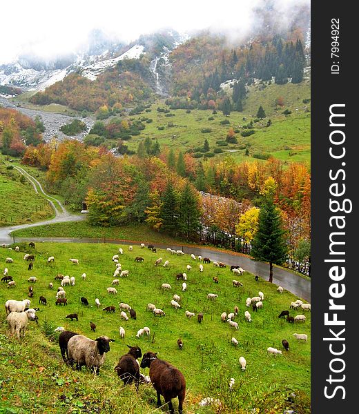 flock of sheep on green alpin meadow under mountain in fall, switzerland. flock of sheep on green alpin meadow under mountain in fall, switzerland