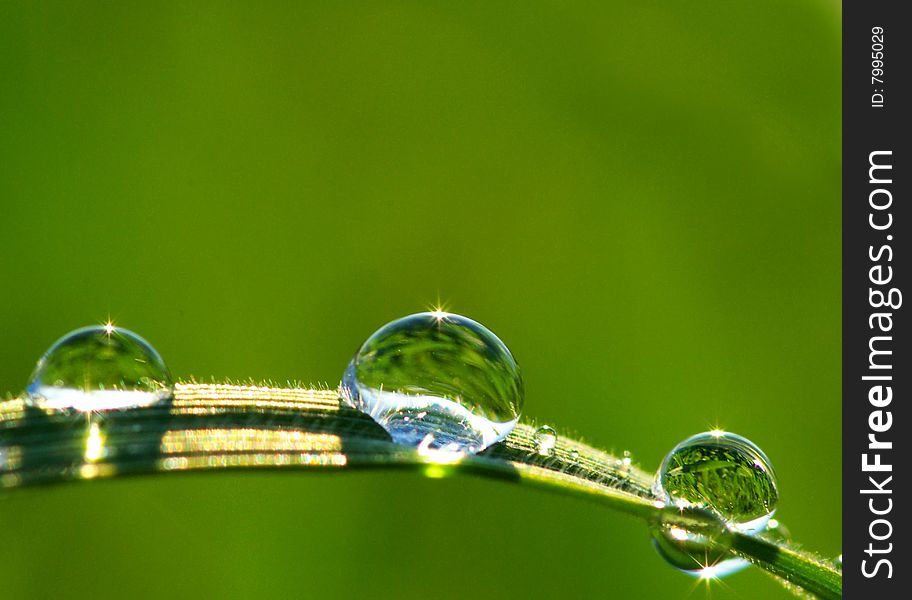 Dew drop on a blade of grass. Dew drop on a blade of grass