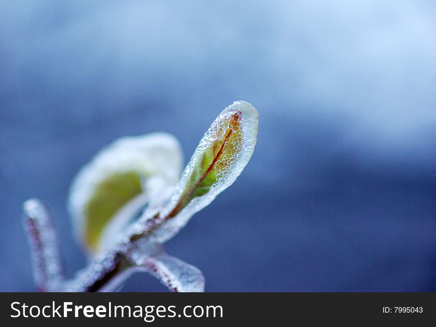 Branch with bud under ice. Branch with bud under ice