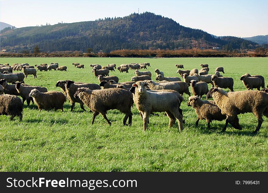 A bunch of sheep in a grass field. A bunch of sheep in a grass field.