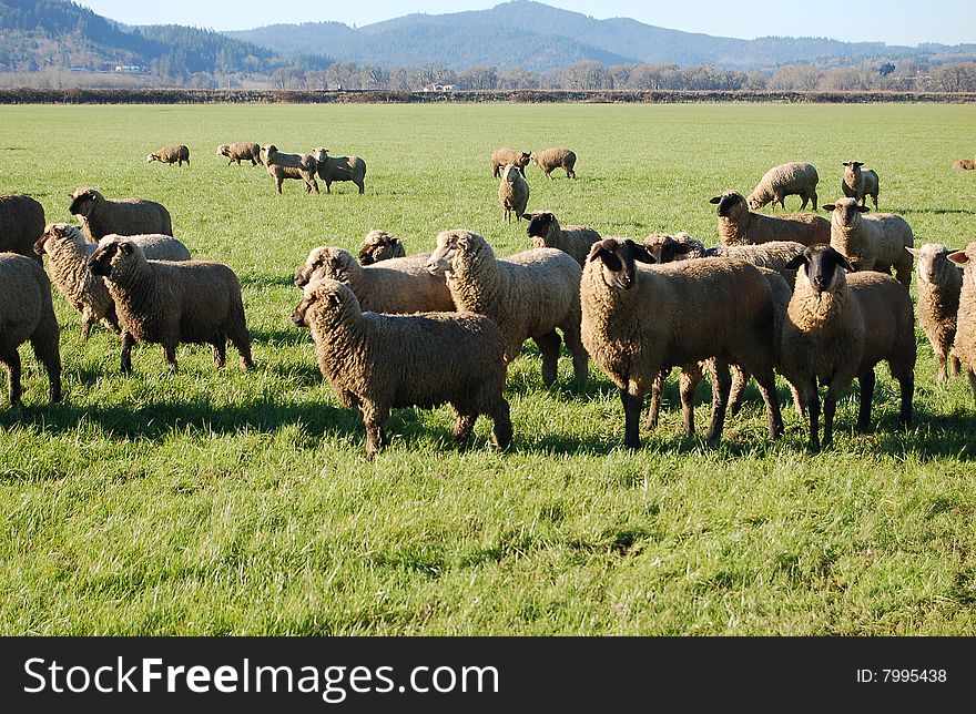 Sheep in a grass field.