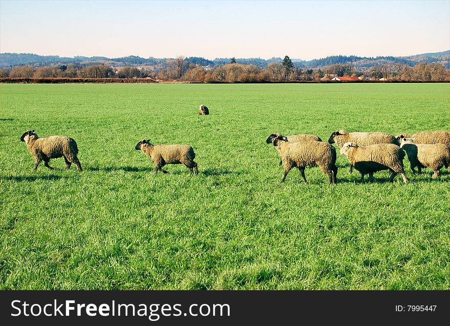 Sheep in an empty grass field.