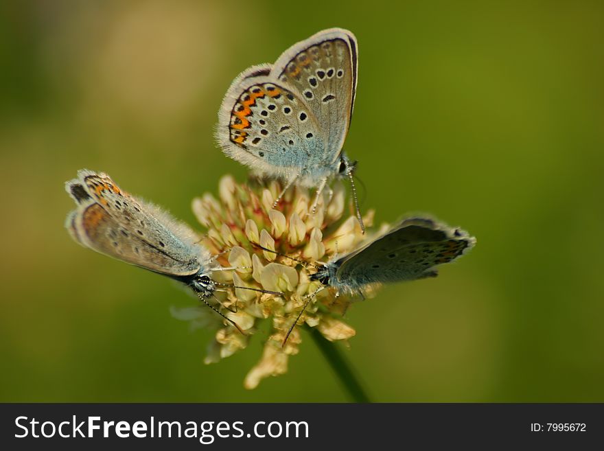 Meeting of butterfly on a clover flower. Meeting of butterfly on a clover flower