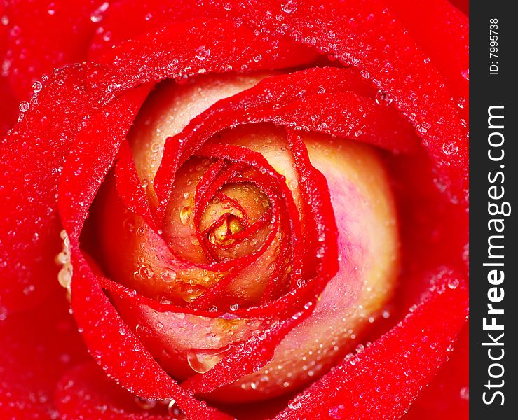 Macro of red rose with water drops