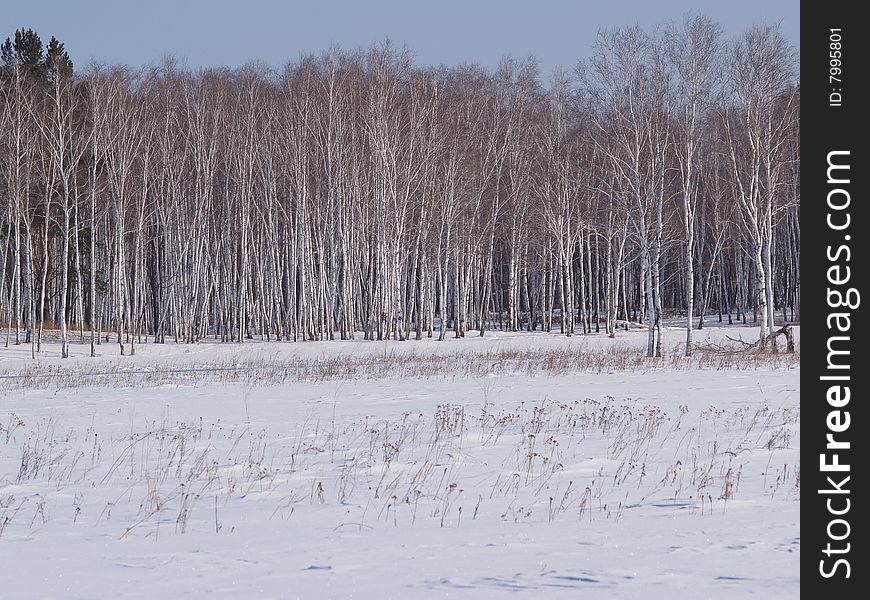 Winter birchwood and snow-covered field