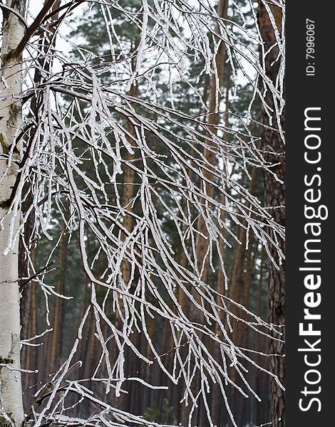 Ice-covered Branches