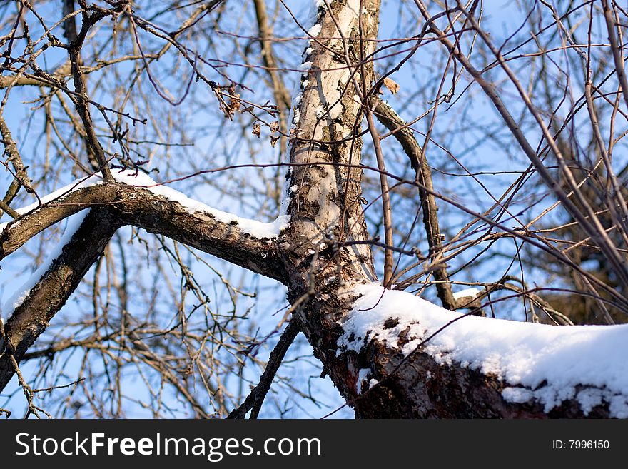 Snow birch bole in winter day. Snow birch bole in winter day