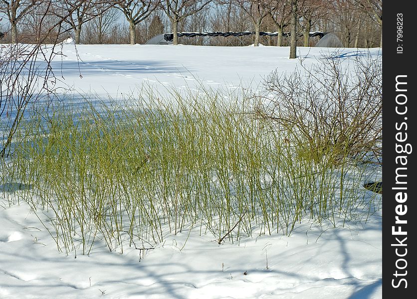 Bright green grass in the snow