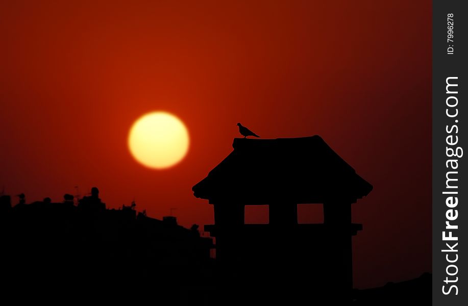 Pigeon At Sunset