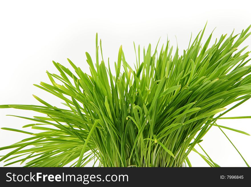Grass isolated on white background. Grass isolated on white background