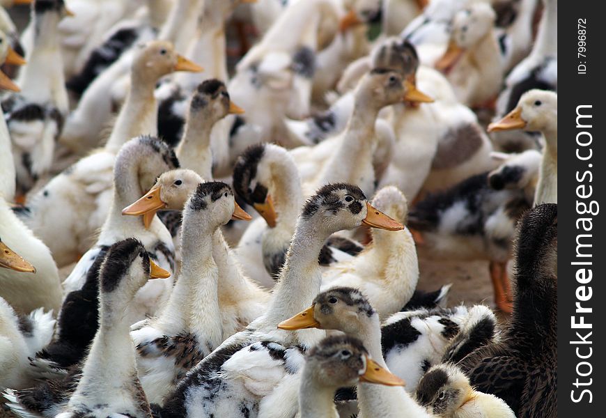 A close up on a herd of ducks. A close up on a herd of ducks