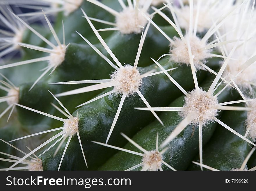Extreme closeup of needles on surface of cactus