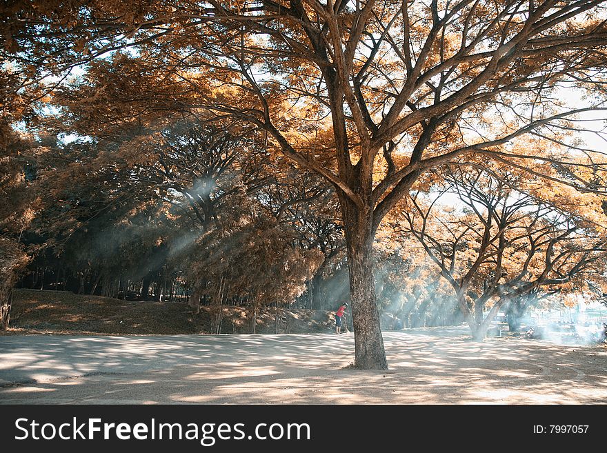 Green Belt At Forests 2