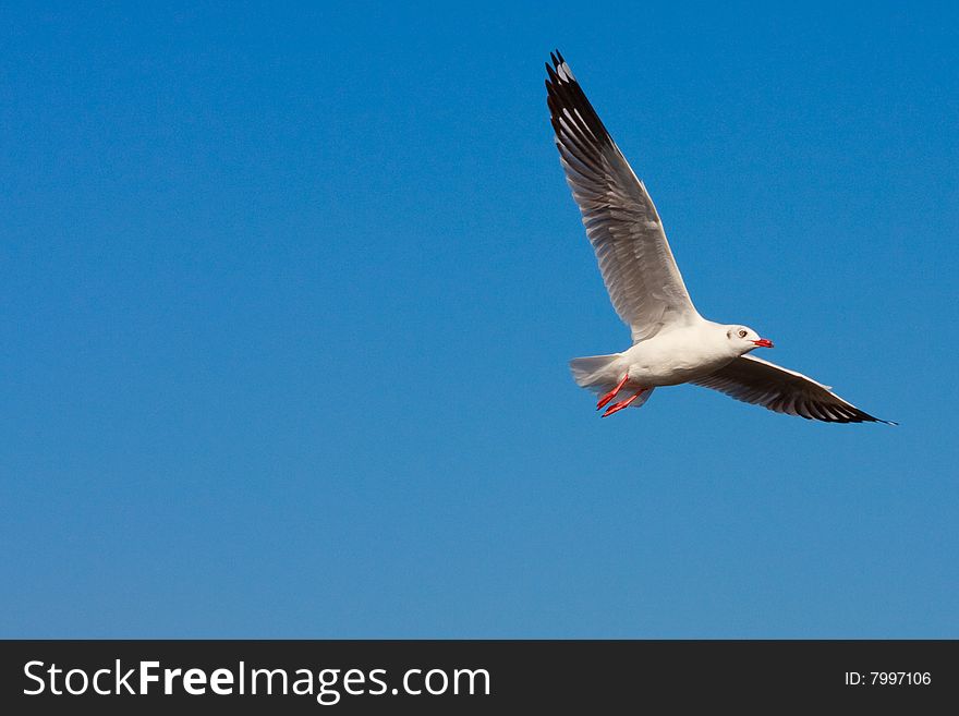 Flying Seagull in the blue sky