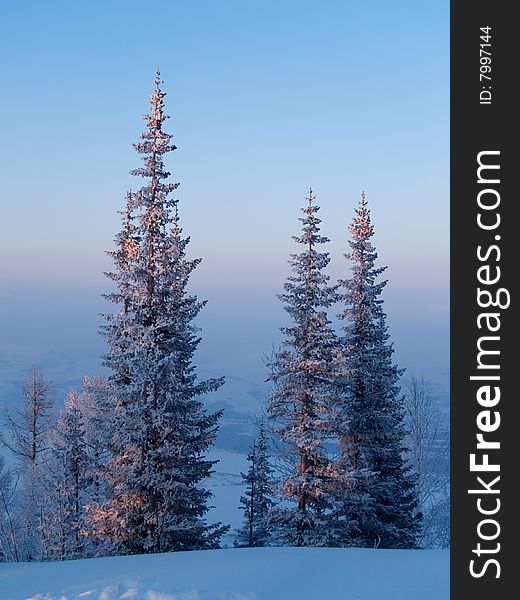 Firs on sundown at winter