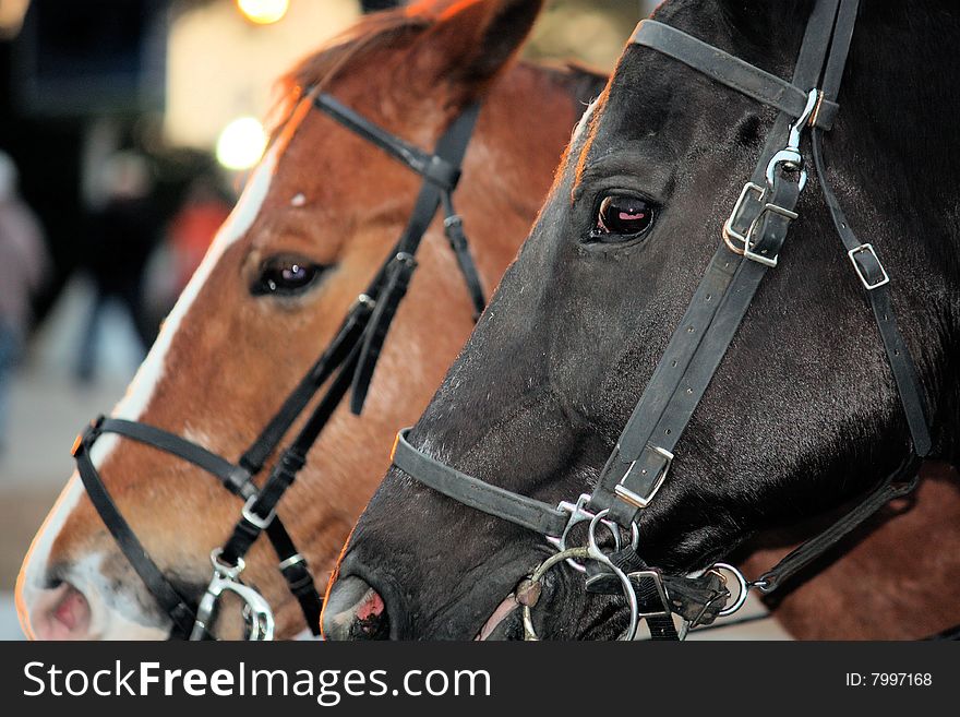 Harnessed police horses patrolling the street together. Harnessed police horses patrolling the street together