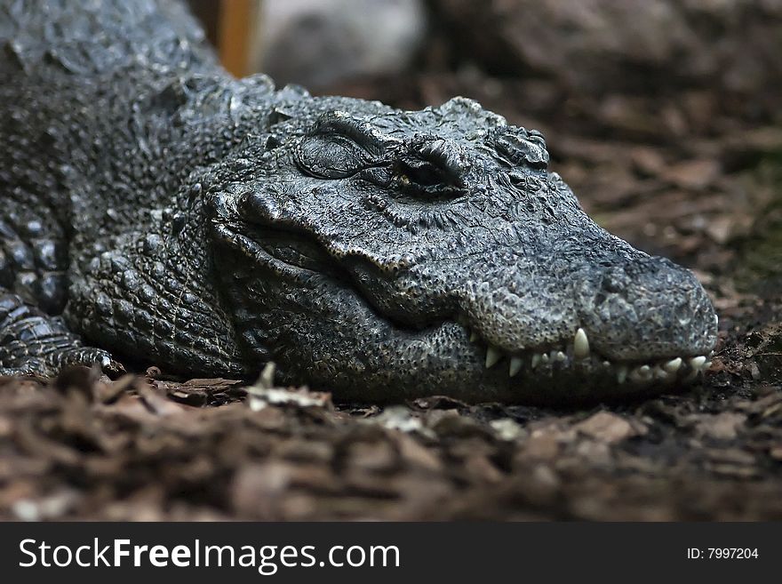 A crocodile close up of head. A crocodile close up of head