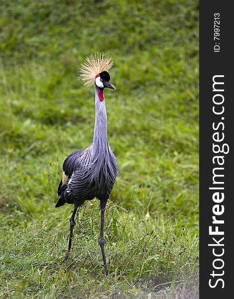 An exotic bird with crown and red accents