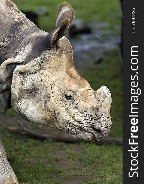 Rhinoceros Covered In Mud