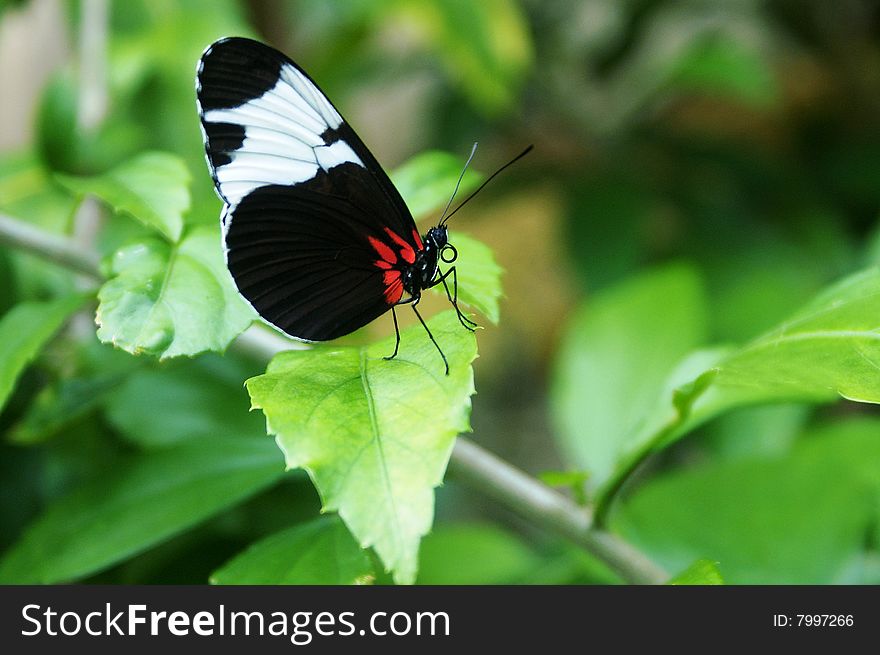 Black, White, and Red Butterfly quiches his thirst by drinking water from a leaf. Black, White, and Red Butterfly quiches his thirst by drinking water from a leaf.