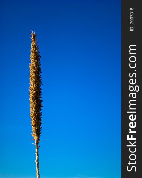 Yucca or Century desert plant behind a clear blue sky. Yucca or Century desert plant behind a clear blue sky.