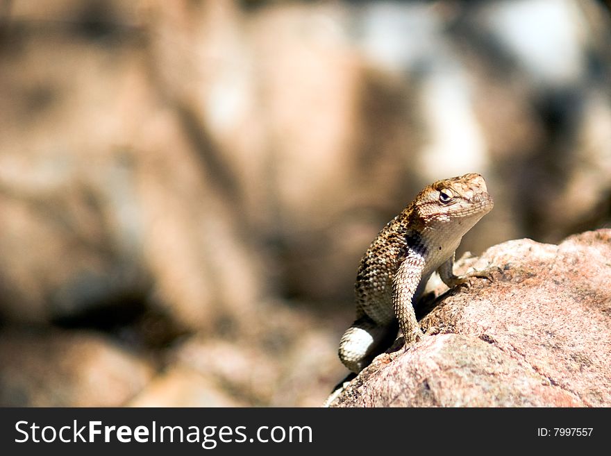A desert lizard looking cool sunning on a rock. A desert lizard looking cool sunning on a rock.