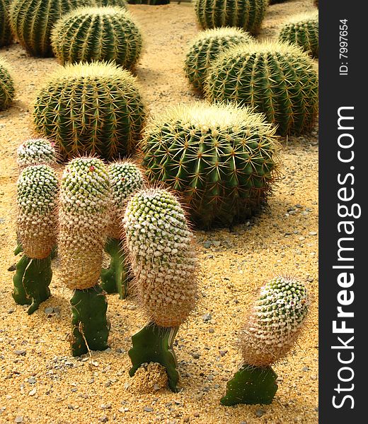 different shapes of the cactus grows in the desert