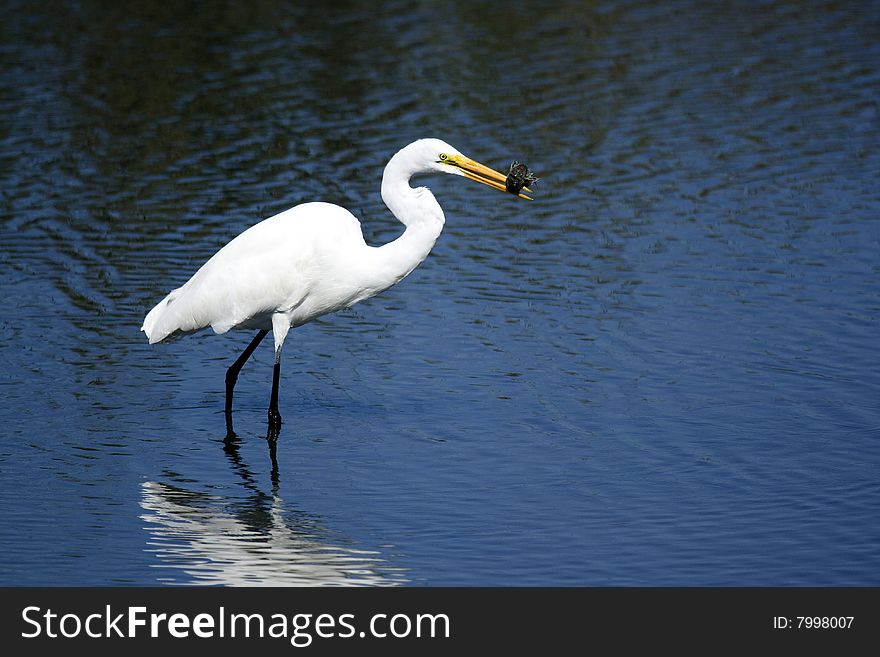 Great Egret