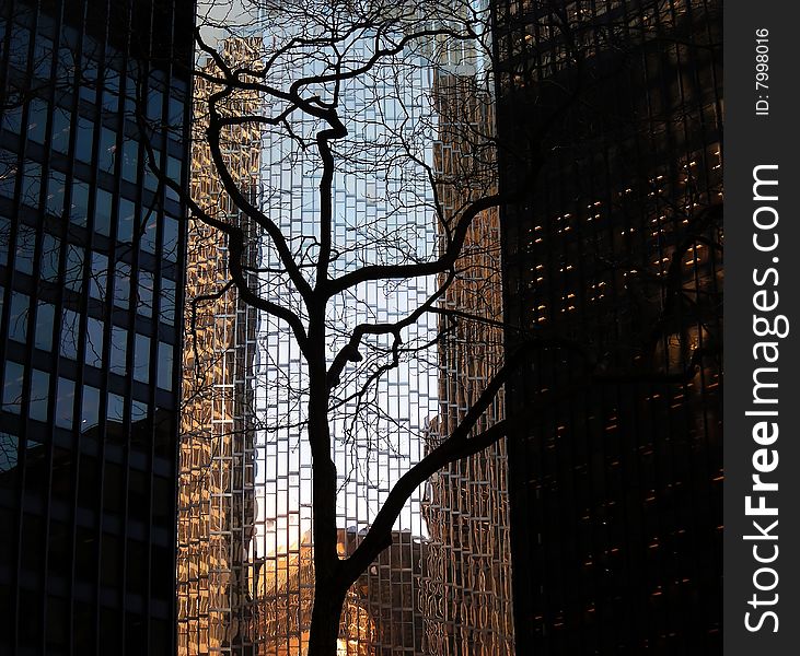 A stark, leafless tree silhouetted against skyscrapers, in the financial district, downtown Toronto, Ontario, Canada. A stark, leafless tree silhouetted against skyscrapers, in the financial district, downtown Toronto, Ontario, Canada.