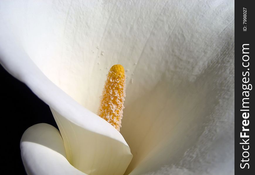 The graceful curves of a pretty white cala lily. The graceful curves of a pretty white cala lily.