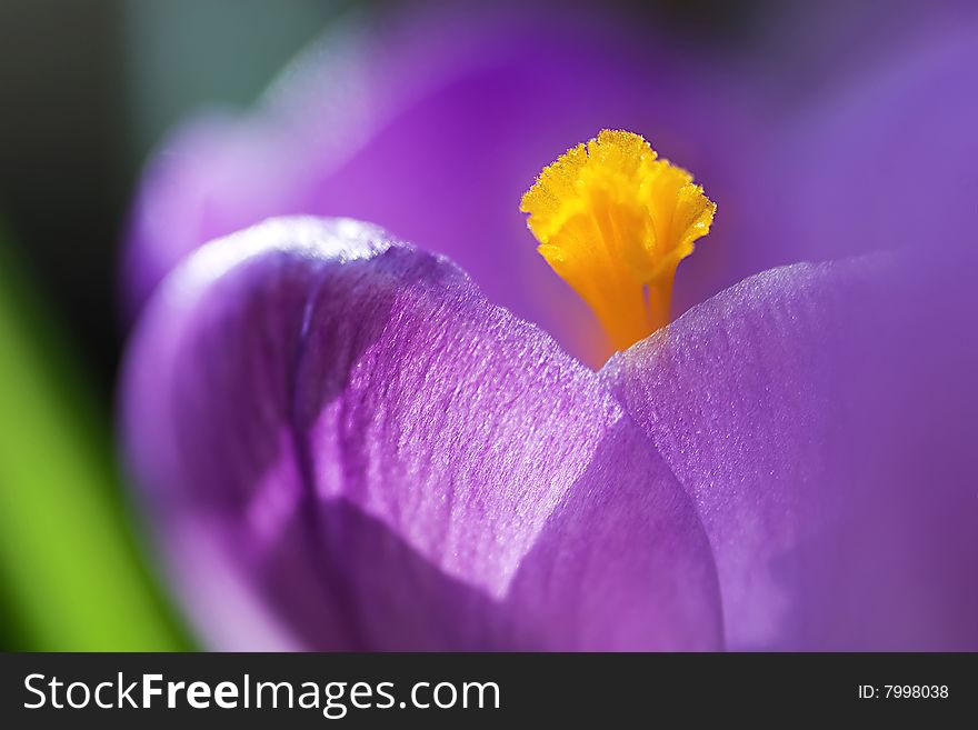 A dreamy looking purple crocus flower, with limited focus on the stamen.