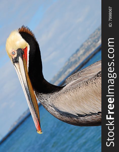 Beach pelican