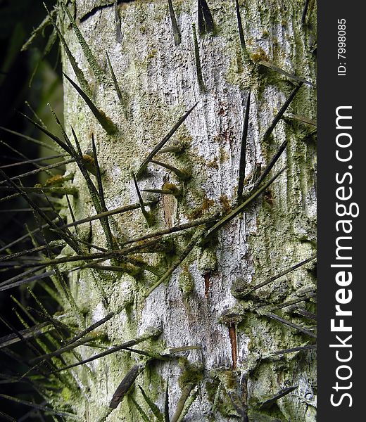 Big spikes on the trunk of a floss silk tree.