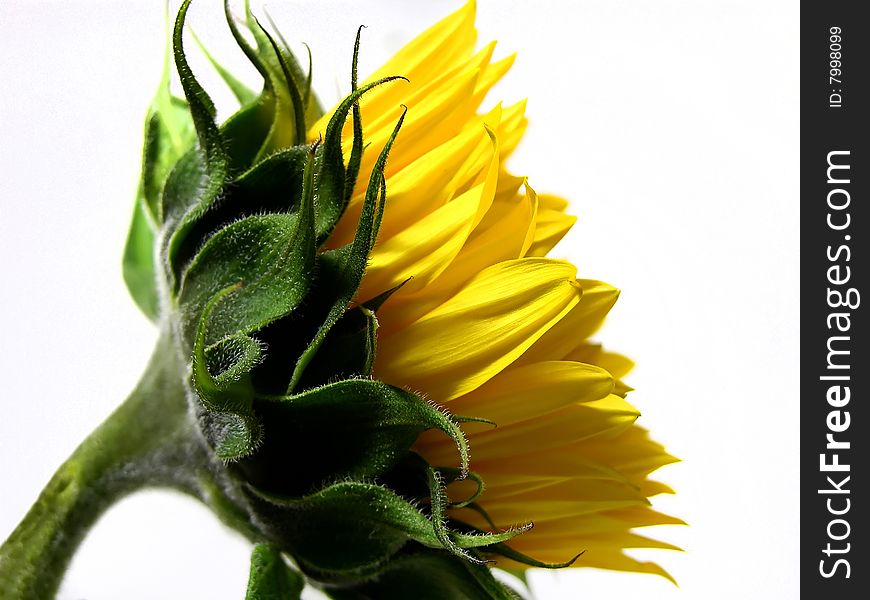 Isolated side view of a brand new sunflower. Isolated side view of a brand new sunflower.