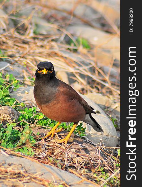 Myna looking great in wild.