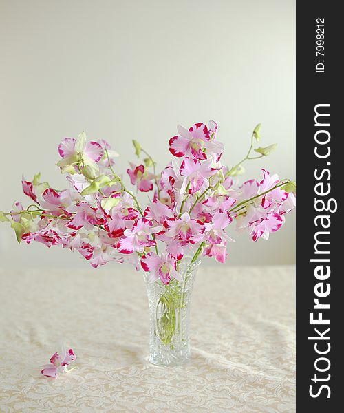 Pink orchids in a vase. Pink orchids in a vase