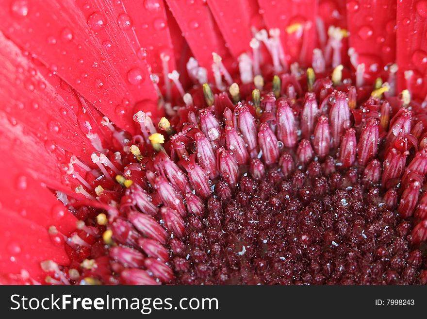 Beautiful pink gerbera daisy with water droplets.
