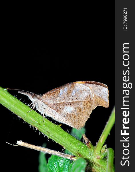 Small moth in night looking great.